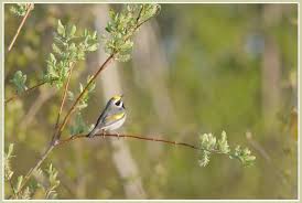 Image result for Vermivora chrysoptera