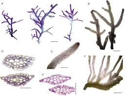 Attēlu rezultāti vaicājumam “Riccardia chamaedryfolia”