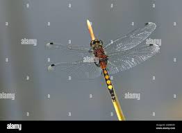 Attēlu rezultāti vaicājumam “Leucorrhinia pectoralis”