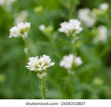 Attēlu rezultāti vaicājumam “Berteroa incana”