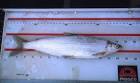 Least cisco fish coregonus - via Daymix