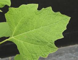 Attēlu rezultāti vaicājumam “Cnidium dubium leaf”