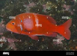 Image result for Chrysoblephus laticeps