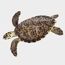 Image result for Eretmochelys imbricata