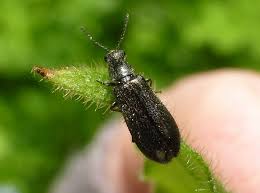 Attēlu rezultāti vaicājumam “Dasytes caeruleus imago”