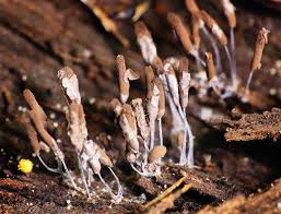 Attēlu rezultāti vaicājumam “Stemonitopsis sp.”