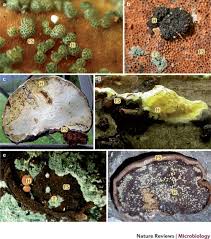 Attēlu rezultāti vaicājumam “Hypocrea rufa”