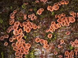 Attēlu rezultāti vaicājumam “Merismodes anomala”