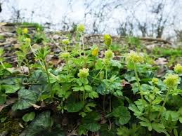 Attēlu rezultāti vaicājumam “Adoxa moschatellina”