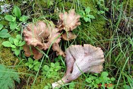Attēlu rezultāti vaicājumam “Gomphus clavatus”