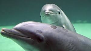 Image result for japan dolphin slaughter