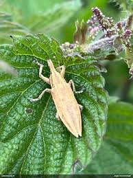 Attēlu rezultāti vaicājumam “Lixus iridis”