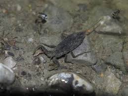 Attēlu rezultāti vaicājumam “Nepa cinerea nymph”