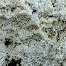 Attēlu rezultāti vaicājumam “Antrodiella serpula”