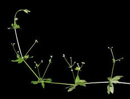 Attēlu rezultāti vaicājumam “Galium triflorum fruit”