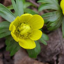 Attēlu rezultāti vaicājumam “Eranthis hyemalis”