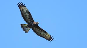 Image result for Pernis apivorus