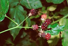 Attēlu rezultāti vaicājumam “Rubus nessensis”