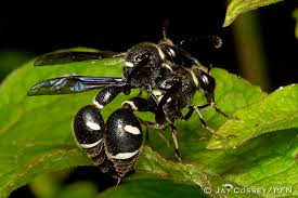 Attēlu rezultāti vaicājumam “Eumenes sp.”