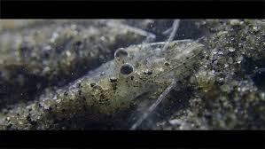 Attēlu rezultāti vaicājumam “Crangon crangon”