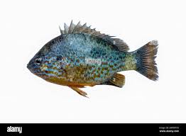 Image result for Lepomis gibbosus