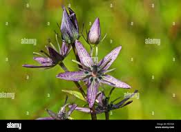 Attēlu rezultāti vaicājumam “Swertia perennis flower”