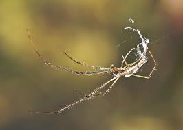 Attēlu rezultāti vaicājumam “Tetragnathidae”