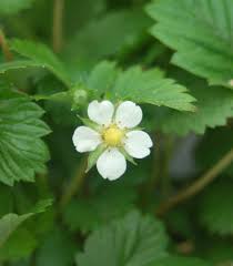 Attēlu rezultāti vaicājumam “Fragaria vesca flower”