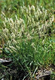 Attēlu rezultāti vaicājumam “Anthoxanthum odoratum fruit”