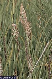 Attēlu rezultāti vaicājumam “Calamagrostis stricta”