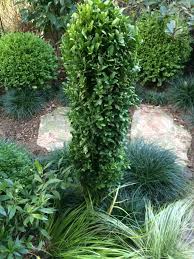 Attēlu rezultāti vaicājumam “Buxus sempervirens”