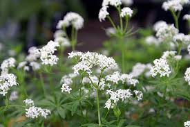 Image result for Galium odoratum