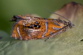 Attēlu rezultāti vaicājumam “Olethreutes arcuella”