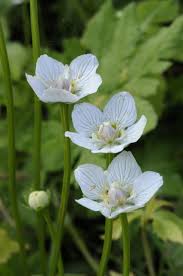 Attēlu rezultāti vaicājumam “Parnassia palustris”