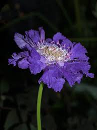 Image result for scabiosa caucasica
