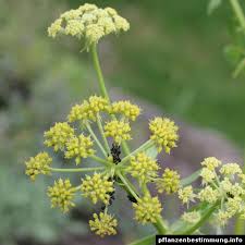 Attēlu rezultāti vaicājumam “Levisticum officinale flower”