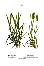 Attēlu rezultāti vaicājumam “Gramineae”