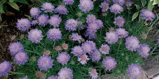 Image result for Tanacetum parthenium 'Tetraweiss'