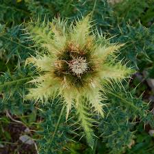 Image result for Silberdistel