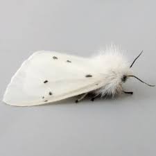 Attēlu rezultāti vaicājumam “Diaphora mendica female”