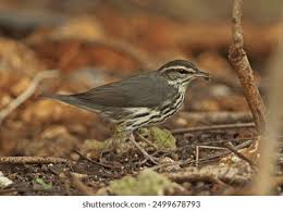 Image result for Seiurus noveboracensis