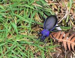 Attēlu rezultāti vaicājumam “Carabus violaceus”