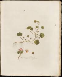 Attēlu rezultāti vaicājumam “Hydrocotyle vulgaris flower”