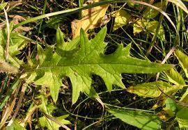 Attēlu rezultāti vaicājumam “Cirsium vulgare leaf”
