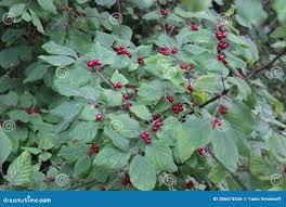 Attēlu rezultāti vaicājumam “Lonicera xylosteum fruit”