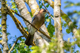 Attēlu rezultāti vaicājumam “Garrulus glandarius adult”