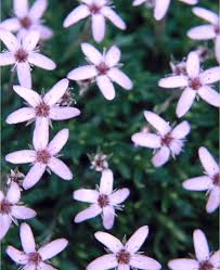 Attēlu rezultāti vaicājumam “Arenaria procera”