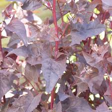 Image result for Atriplex hortensis