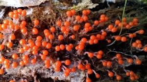 Attēlu rezultāti vaicājumam “Hemitrichia decipiens”