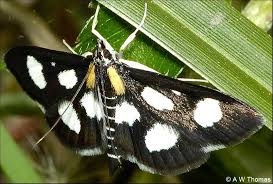 Attēlu rezultāti vaicājumam “Anania funebris”